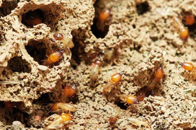 Termites in nature